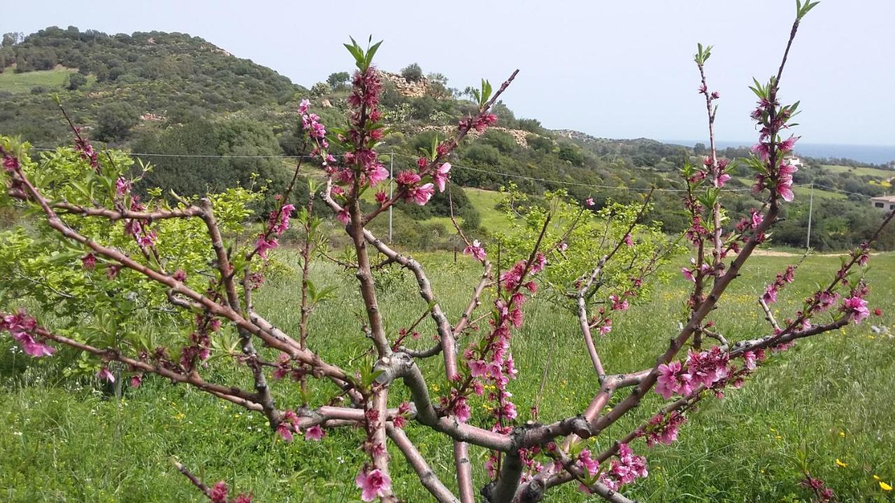 La Casetta Rosa Tertenìa Eksteriør bilde