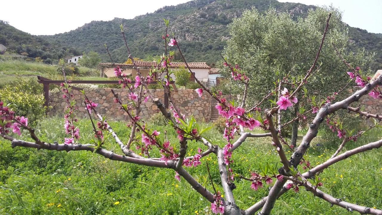 La Casetta Rosa Tertenìa Eksteriør bilde